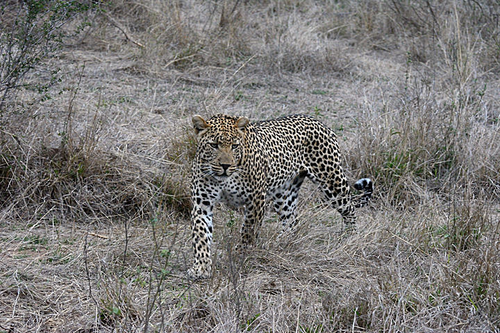 Dewane, male leopard at Sabi Sands
