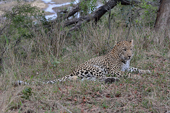 Dewane, male leopard at Sabi Sands