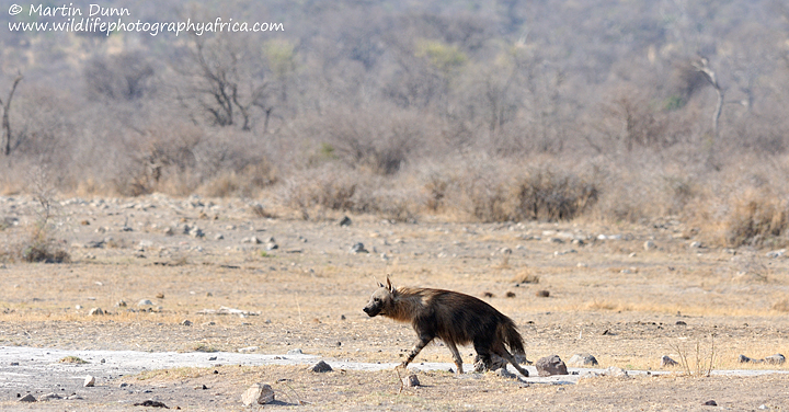 Brown Hyena, Madikwe