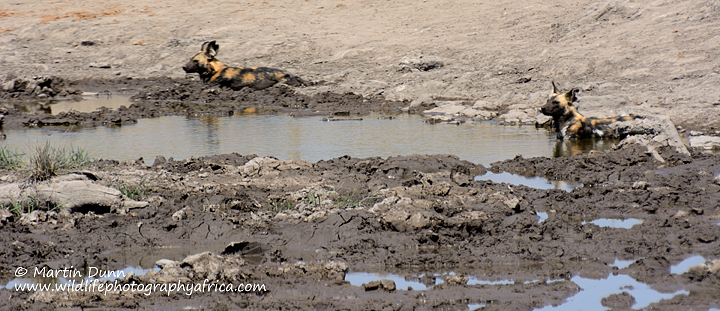 Wild Dogs relaxing in the mud, Vlei Pan, Madikwe