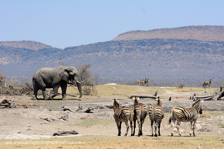 Bull Elephant, Vlei Pan, Madikwe