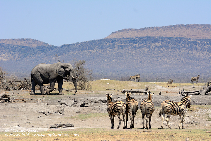 Bull Elephant, Vlei Pan, Madikwe