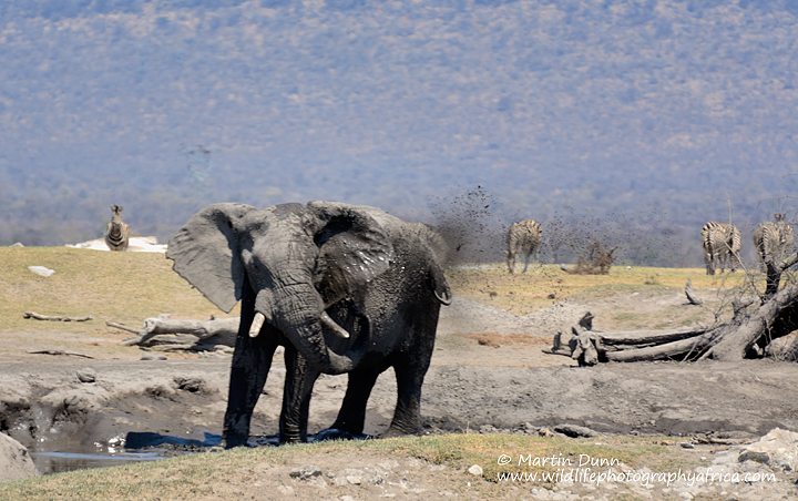Elephant takes a mud shower, Vlei Pan, Madikwe