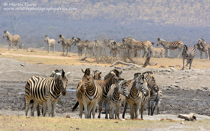 Zebras, Vlei Pan, Madikwe