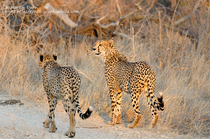 Male cheetahs, Madikwe