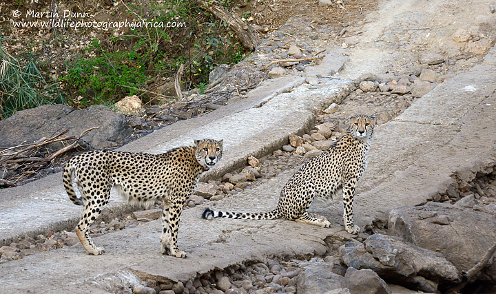 Male cheetahs, Madikwe