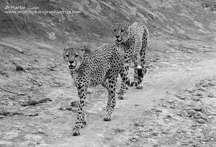 Male cheetahs, Madikwe