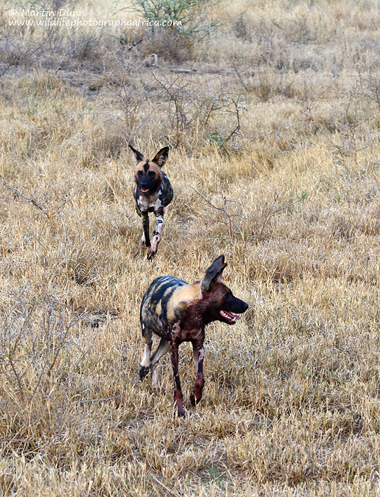 Here come the Wild Dogs, Madikwe