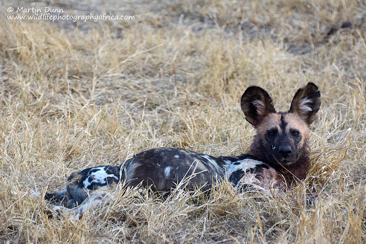 African Wild Dog, Madikwe