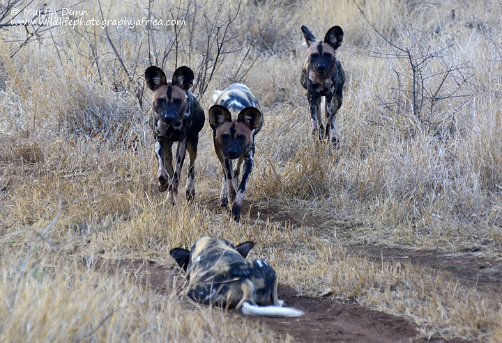 African Wild dogs, Madikwe