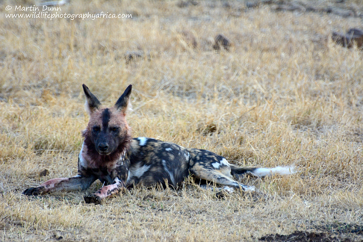 African Wild Dog, Full, bloody and contented, Madikwe