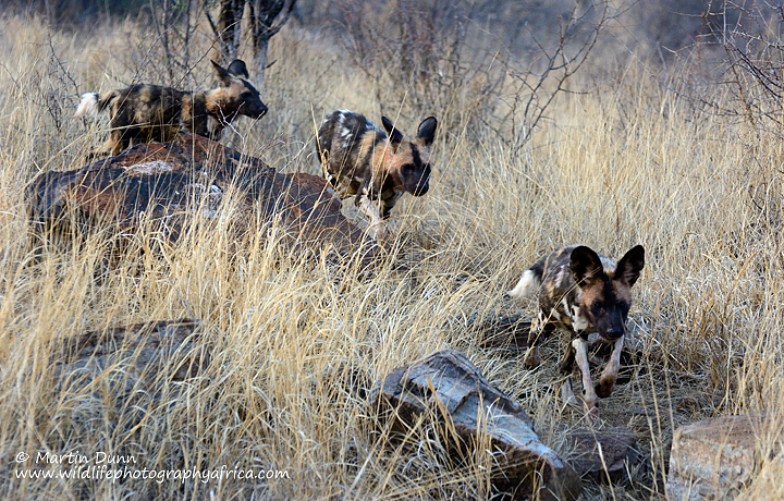 African wild Dog puppies, Madikwe