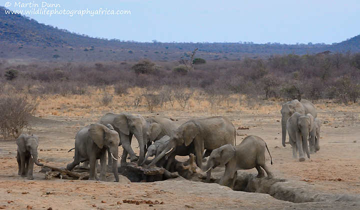 Elephants at the pump, Madikwe