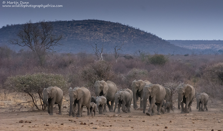 Elephants approach the water, Madikwe