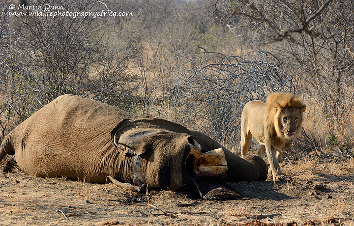 Male Lion at elephant carcass, Madikwe