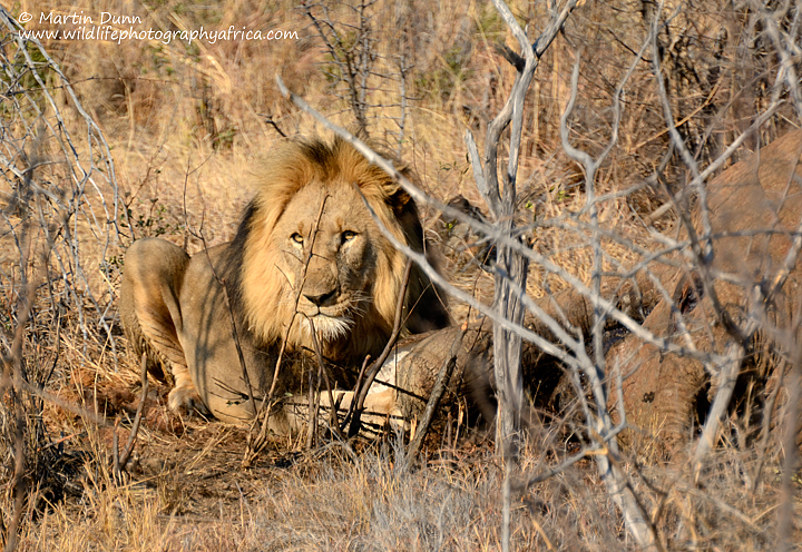Male Lion at elephant carcass, Madikwe