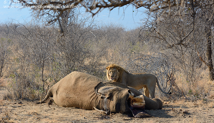 Lion at elephant carcass, Madikwe