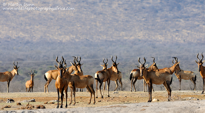 Red Hartebeest, Madikwe