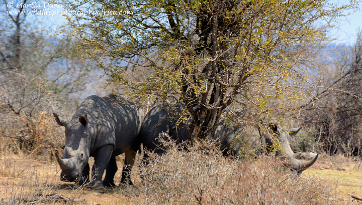 White Rhinoceros, Madikwe