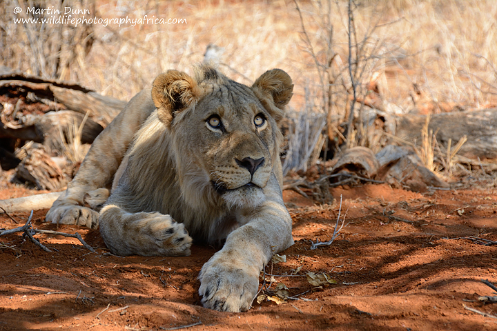Sub adult male lion, Madikwe