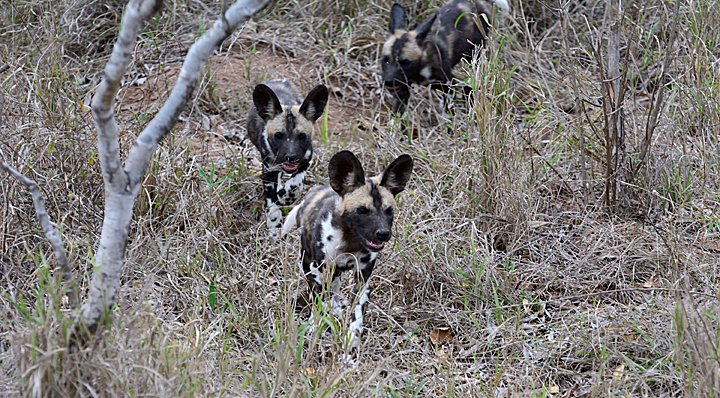 African Wild Dog puppies - Sabi Sands