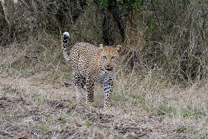 Xikavi, female leopard at Sabi Sands