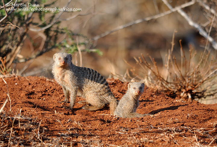 Banded Mongooses, Madikwe