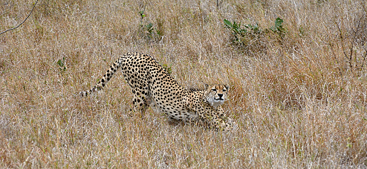 Cheetah stretching