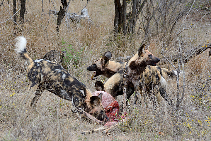 African Wild Dogs devouring a kill