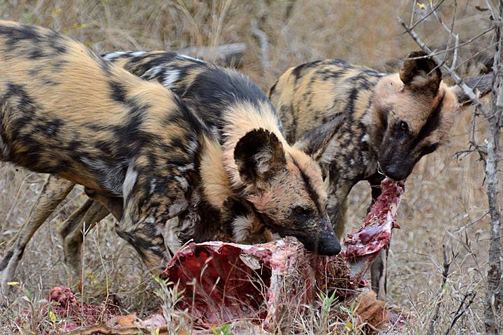 African Wild Dogs, nothing subtle about these guys
