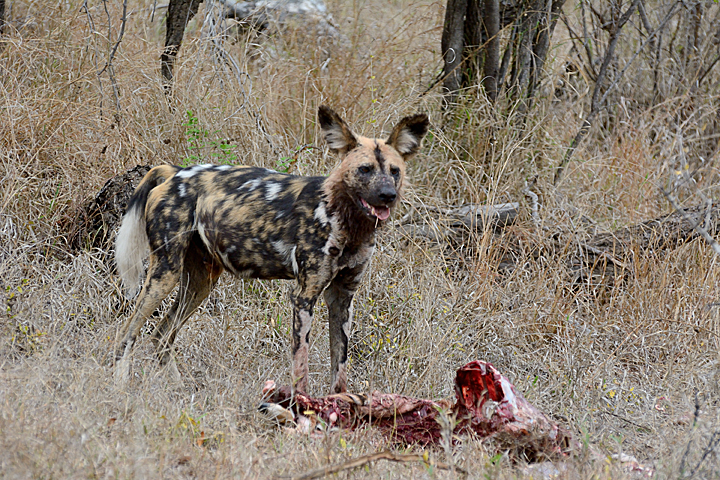 African Wild Dog, nothing left but skin & bones