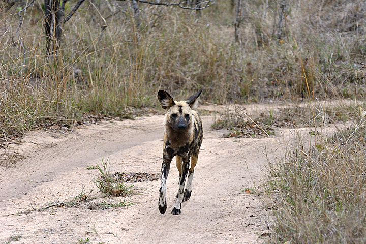 African Wild Dog, Sabi Sands