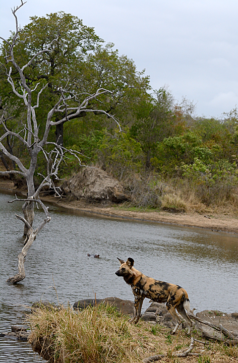 African Wild Dog, Sabi Sands