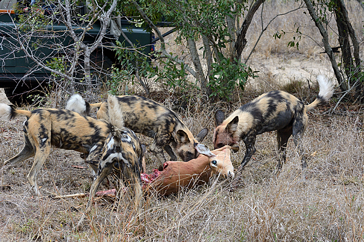 African Wild Dogs with a kill