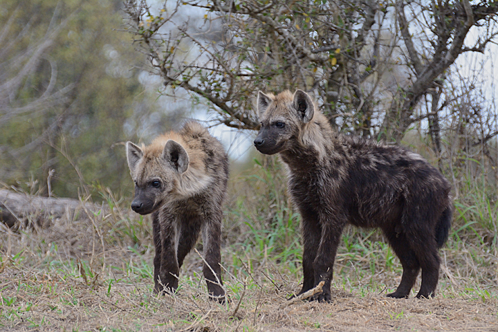 Hyena pups, Sabi Sands