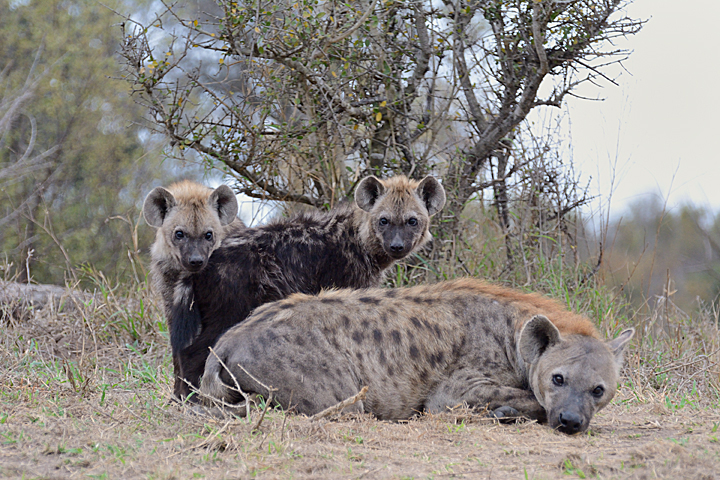Hyenas, Sabi Sands