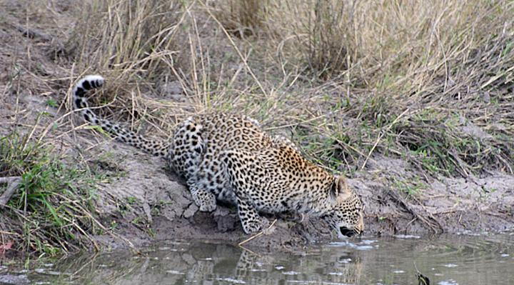 Young female leopard - Sabi Sands