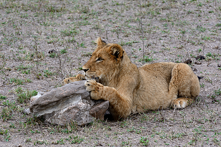 Lion cub - Savanna - Sabi Sands