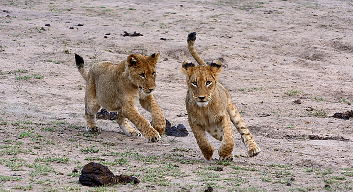 Lion cubs at play - Savnanna - Sabi Sands