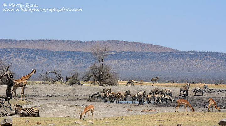 Vlei Pan, Madikwe