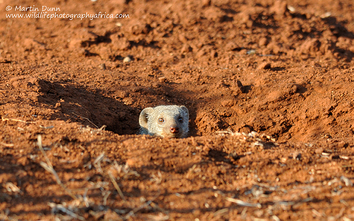 Banded Mongoose, Madikwe