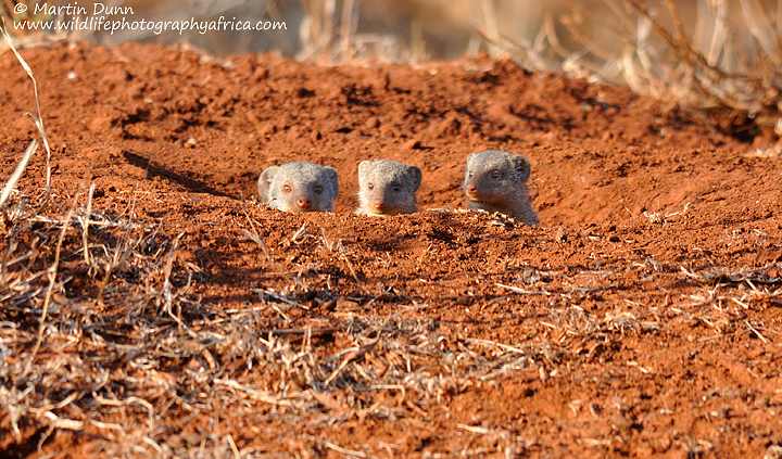 Banded Mongoose x 3, Madikwe
