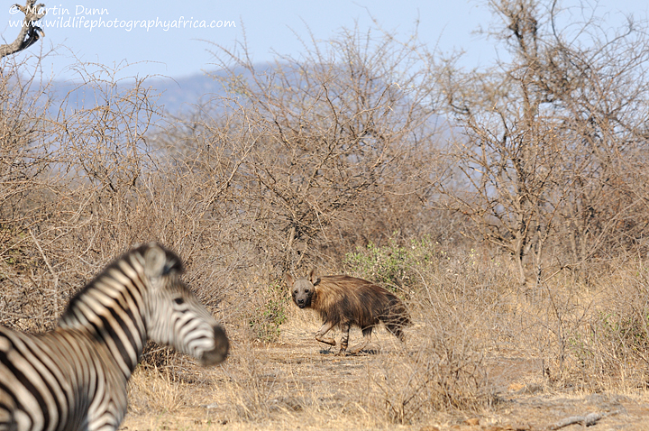 Brown Hyena, Madikwe