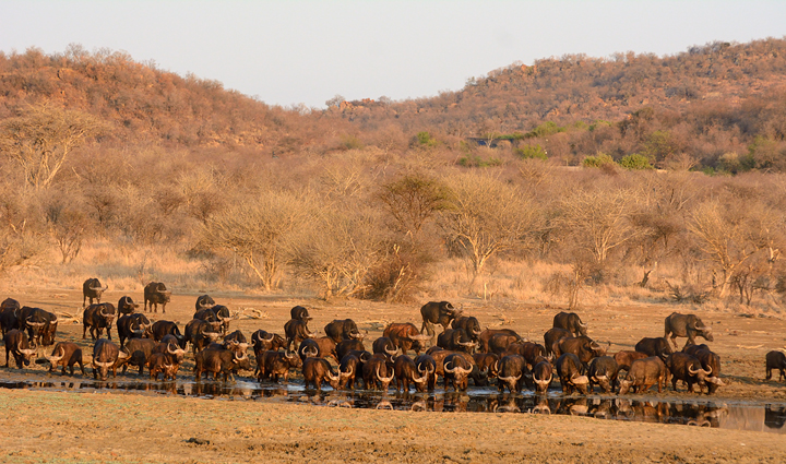 Buffalo at Tshukudu Dam, Madikwe