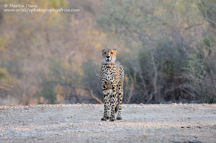 Male cheetah, Madikwe