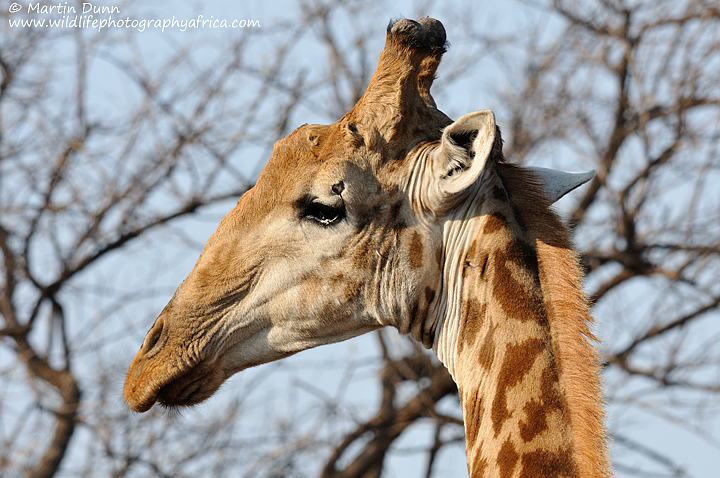 Giraffe, Madikwe