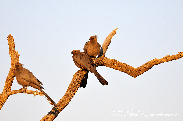 Grey Go-Away birds, Madikwe