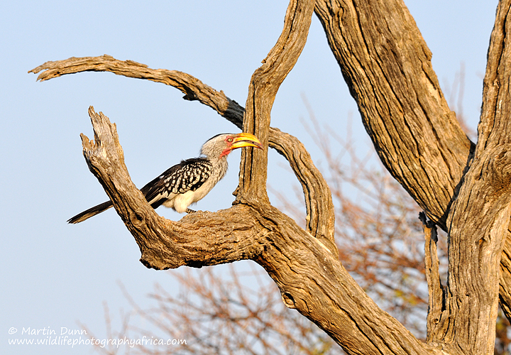 Southern Yellow Billed Hornbill, Madikwe
