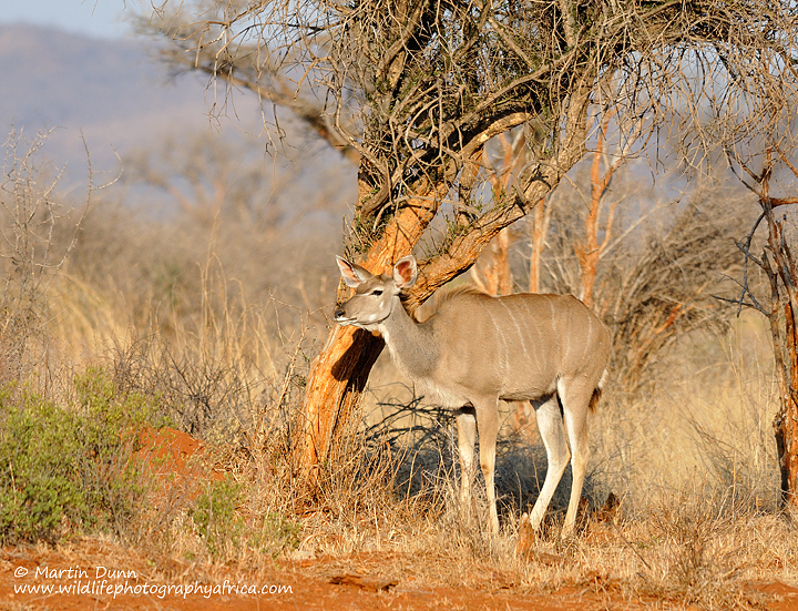 Greater Kudu, female, Madikwe
