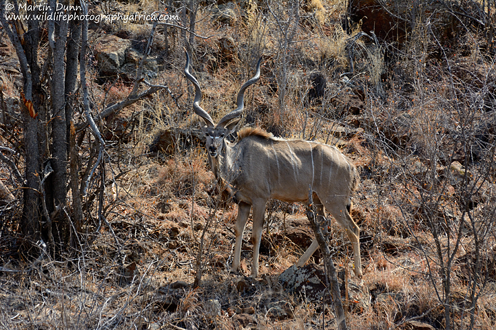 Kudu ram, Madikwe